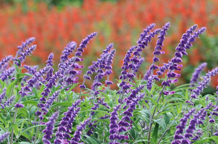 Flowers on sage plant