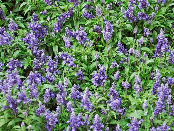 Flowers on Sage Plant A Complete Guide