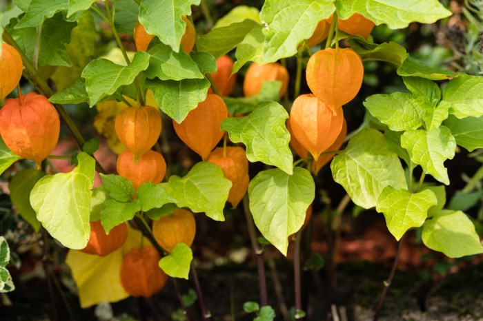 Flowers to plant in october